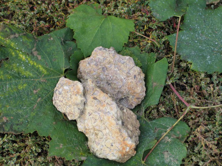 På bilden ligger typiska Kimmeridge –kalkstenar. I dessa porösa stenar kan man se fossiler av små tumnagelstora ostronskal och bläckfiskben. Det är detta som bland annat ger Chablis sin unika stil.