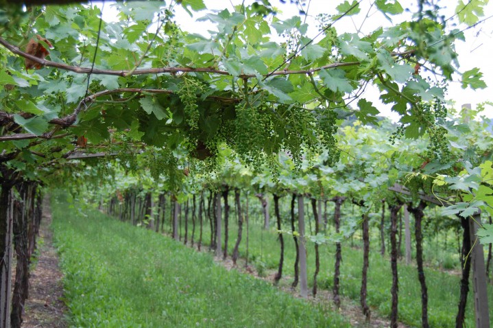 En gammal vingård med Corvina som odlas med Pergola metoden.