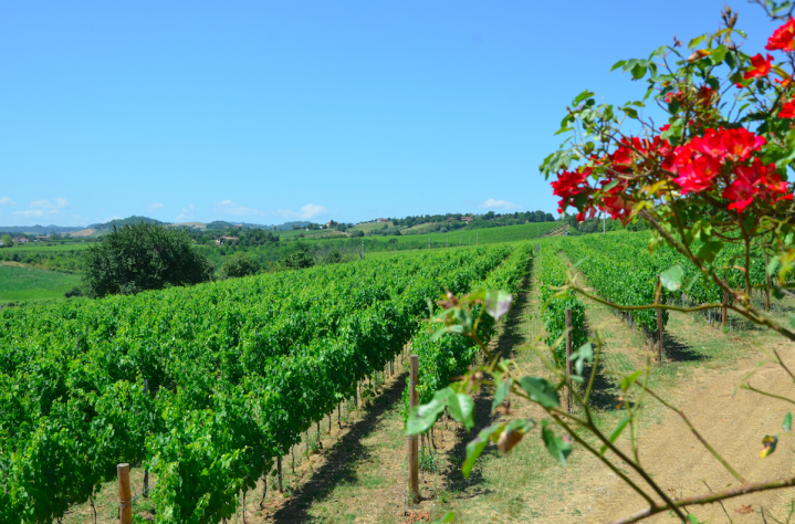 De bästa vinodlingarna av Sangiovese di Romagna ligger ett antal mil inåt landet från Adriatiska havet på Apenninernas sluttningar.