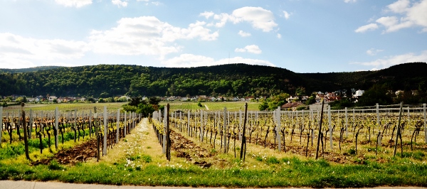 Pfalz vingårdar