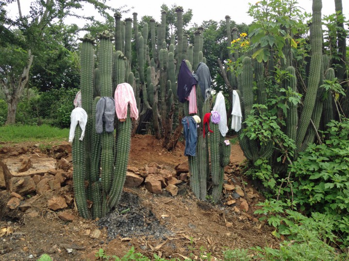 Kläder på kaktus