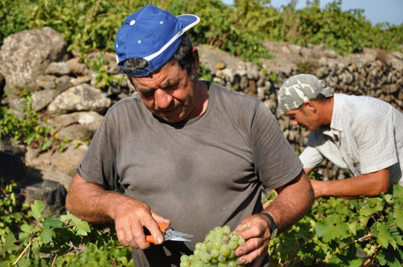 Skörd på en av Donnafugatas vingårdar på Pantelleria