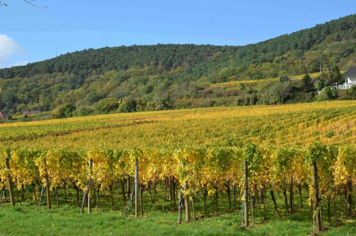 En vacker vingård sent i oktober i Pfalz efter skörden.