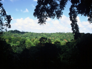 Kakaoplantage på Trinidad