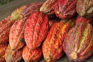 Kakaofrukter innan öppning