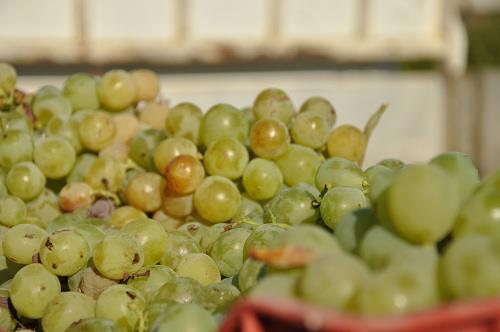 Zibibbo grape