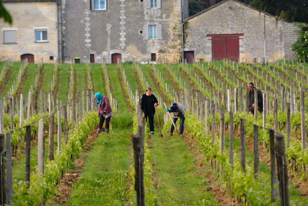 Bordeauxskolan vingård